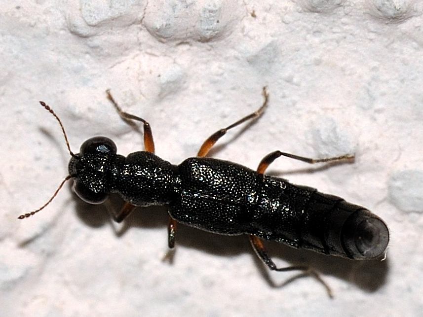 Staphylinidae: Stenus sp.